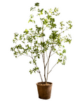 Japanese Enkianthus Tree