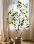 Japanese Enkianthus Tree