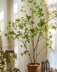 Japanese Enkianthus Tree