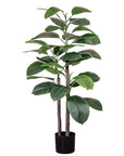 Rubber Plant