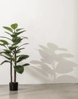 Rubber Plant