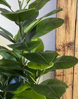 Rubber Plant