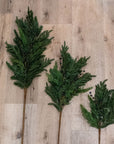 Blueberry Evergreen Stem