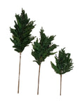 Blueberry Evergreen Stem