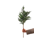 Blueberry Evergreen Stem