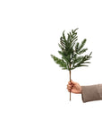 Blueberry Evergreen Stem