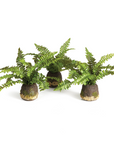 Boston Fern Drop-In