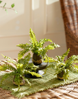 Boston Fern Drop-In