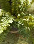 Boston Fern Drop-In