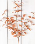 Cocoa Fall Branch