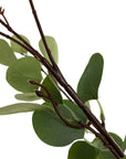 Potted Eucalyptus Tree | 6'