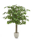 Ficus Tree
