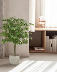 Ficus Tree