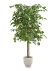 Ficus Tree | 5'