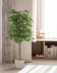 Ficus Tree | 5'