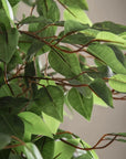 Ficus Tree | 5'