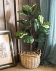 Fiddle Leaf Tree