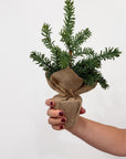 Burlap Pine Tree