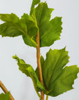 Hops Stem | Green
