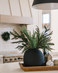 Cypress Pine Stem