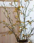 Long Weigela Flower Stem | Yellow
