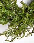 Fern Wreath
