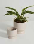 Tan Pasadena Pot