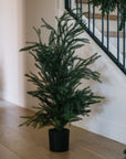 Norfolk Pine Tree