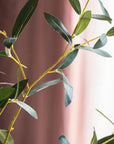 Olive Leaf Stem