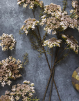 Queen Anne's Lace | Blush