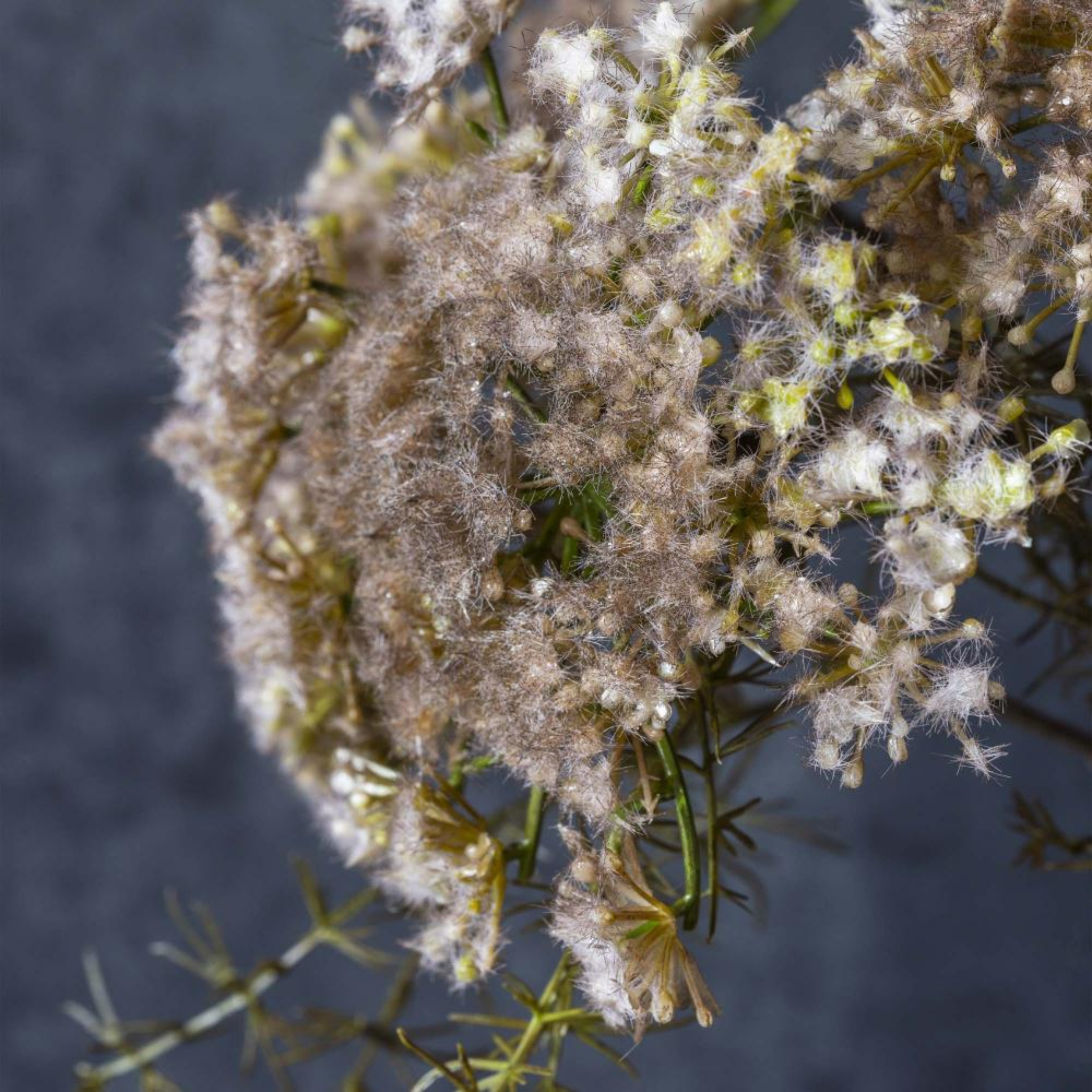 Queen Anne's Lace | Blush