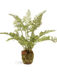 Soft Fern Drop-In