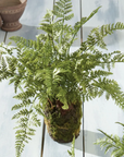 Soft Fern Drop-In