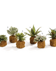 Succulent Drop-In