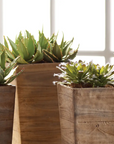 Succulent Drop-In