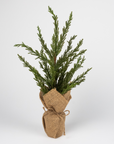 Burlap Pine Tree