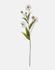 Wild Cosmos Stem