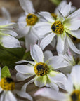 Wild Cosmos Stem