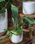 Hera Pot