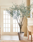 Grand Olive Tree