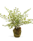 Maidenhair Drop-In
