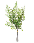 Maidenhair Stem