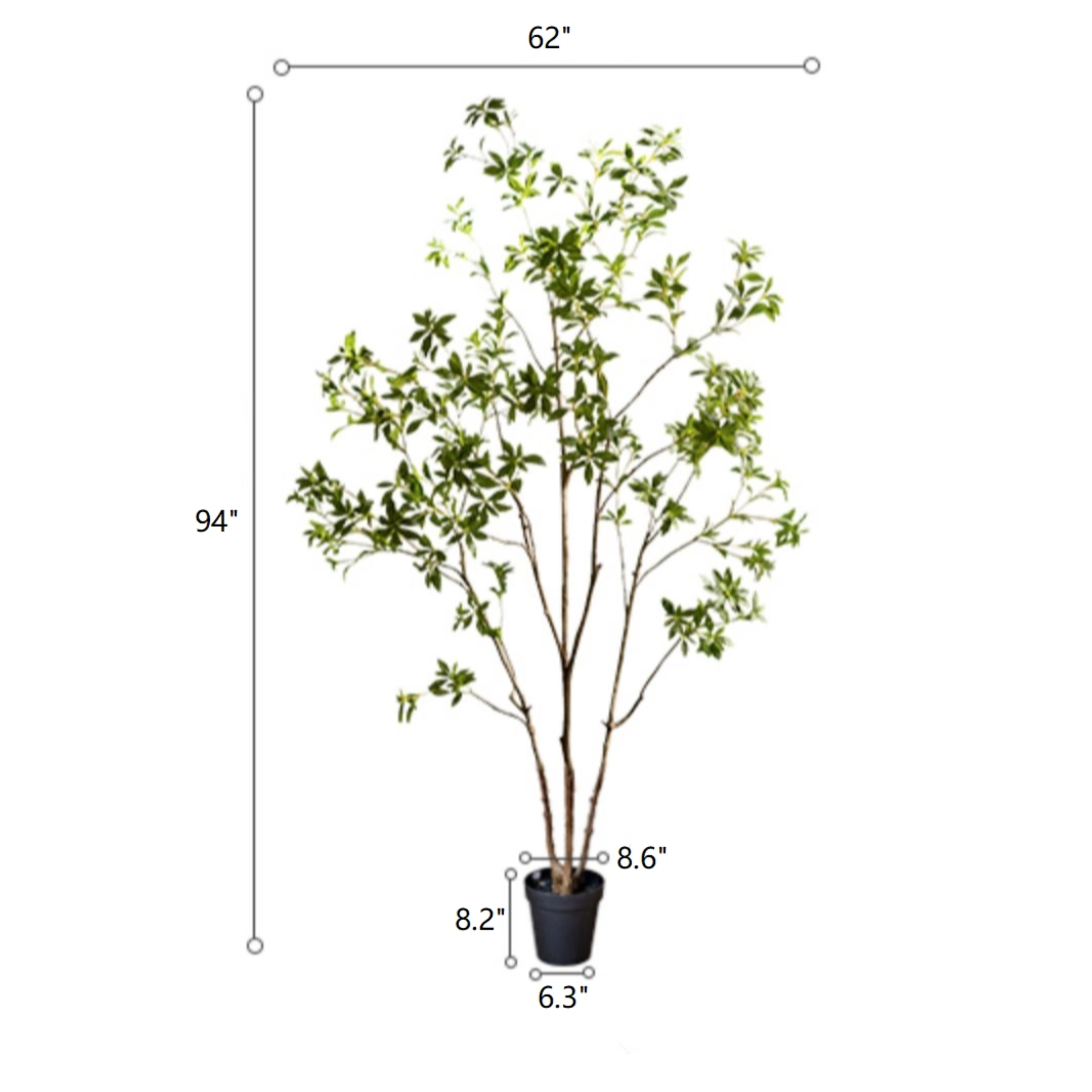 Japanese Enkianthus Tree