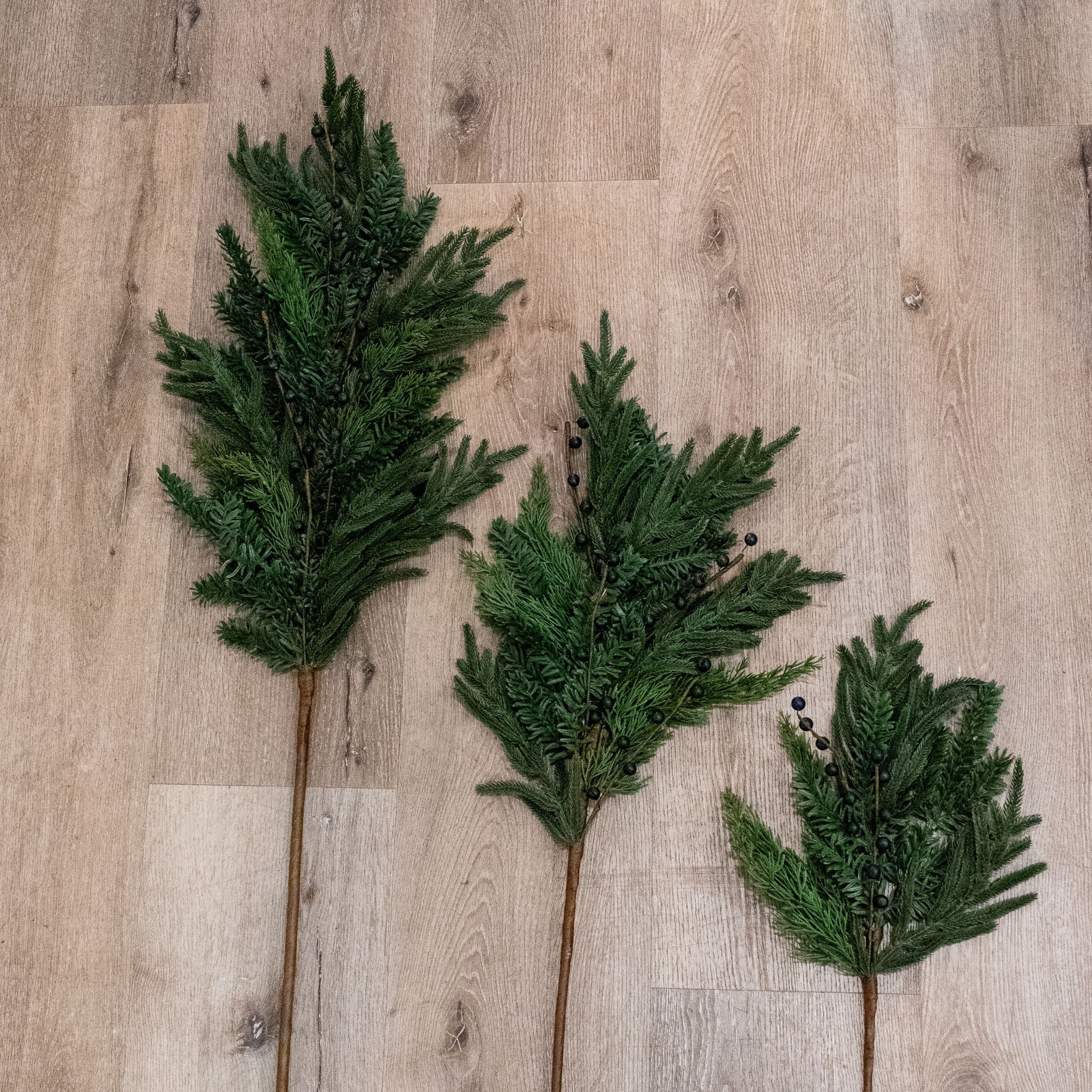 Blueberry Evergreen Stem