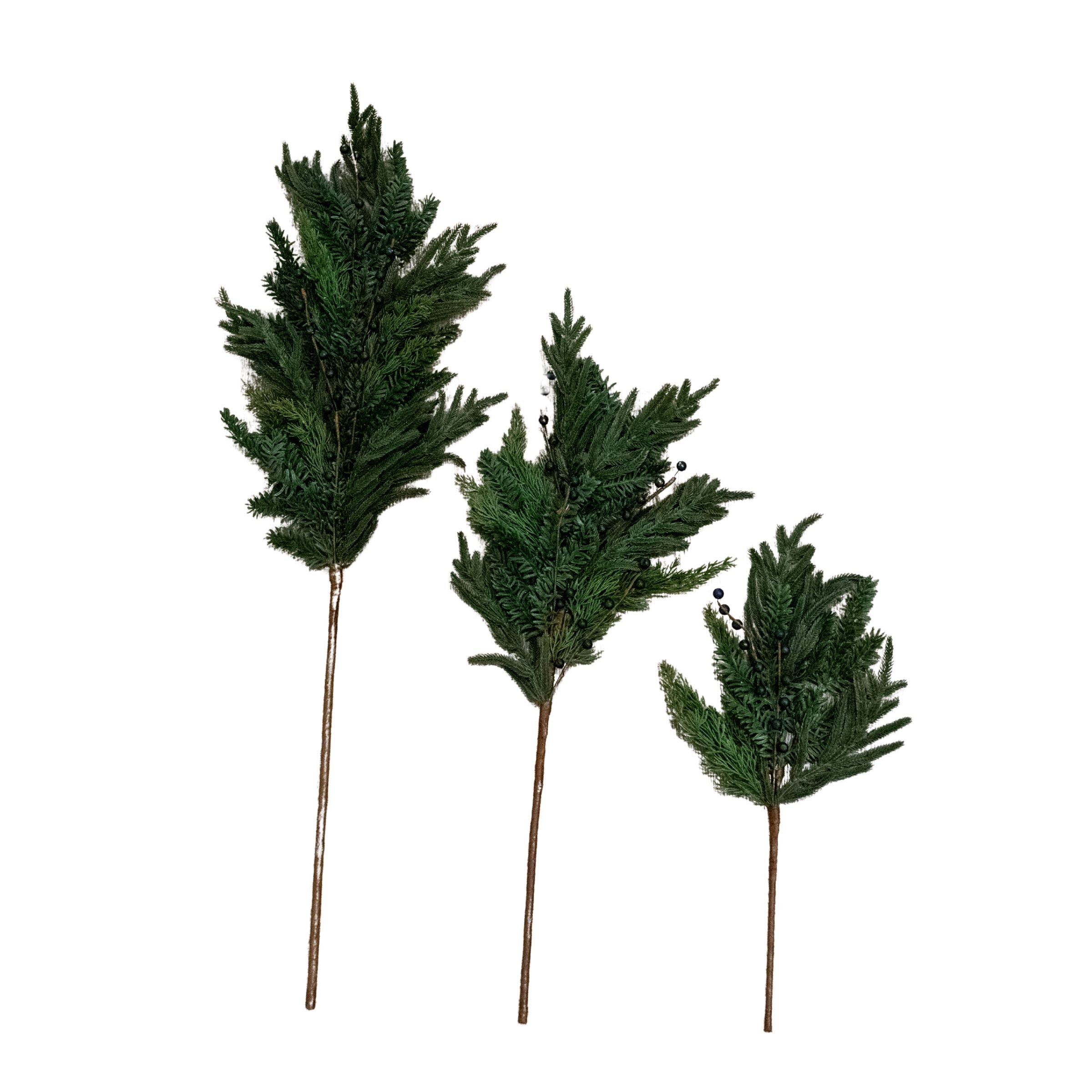 Blueberry Evergreen Stem