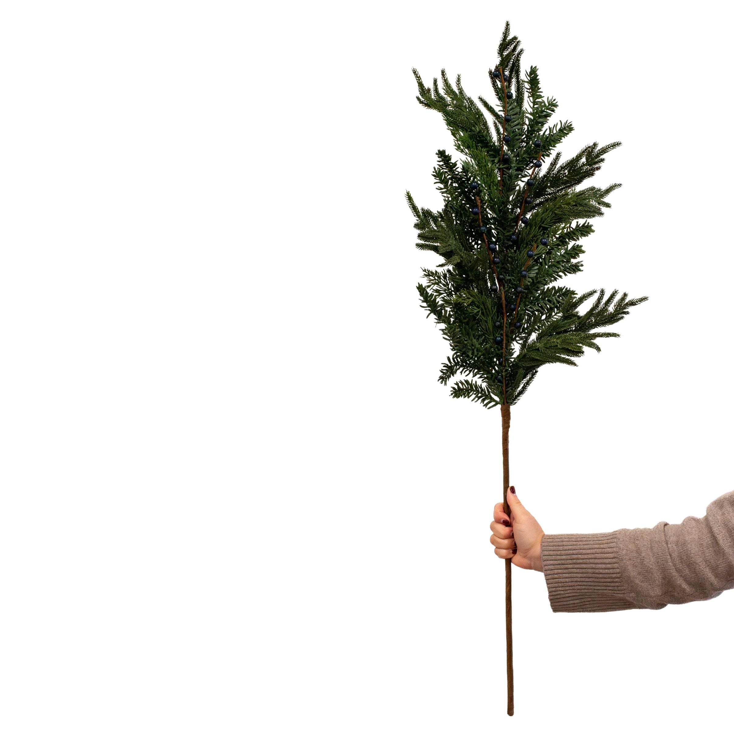 Blueberry Evergreen Stem