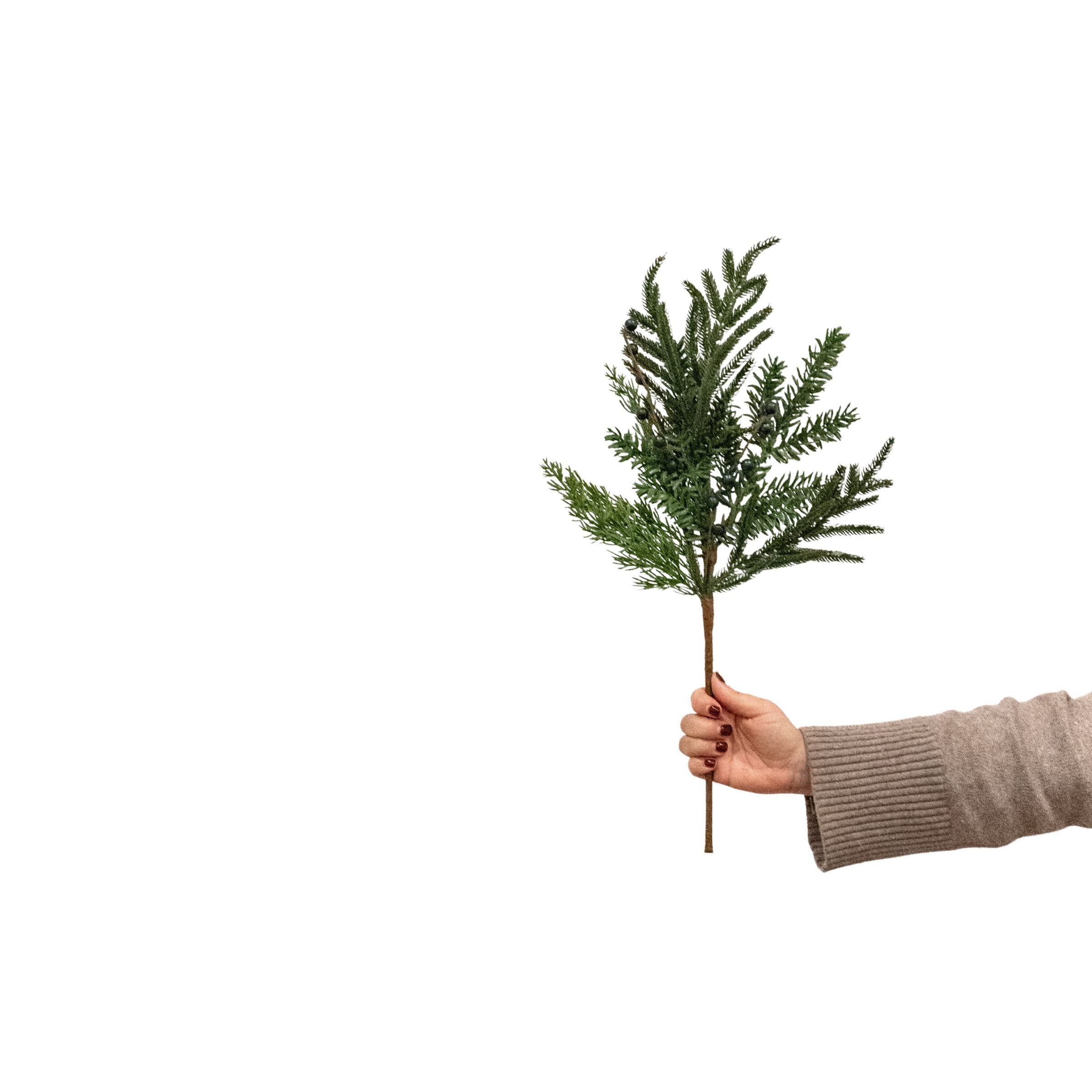 Blueberry Evergreen Stem