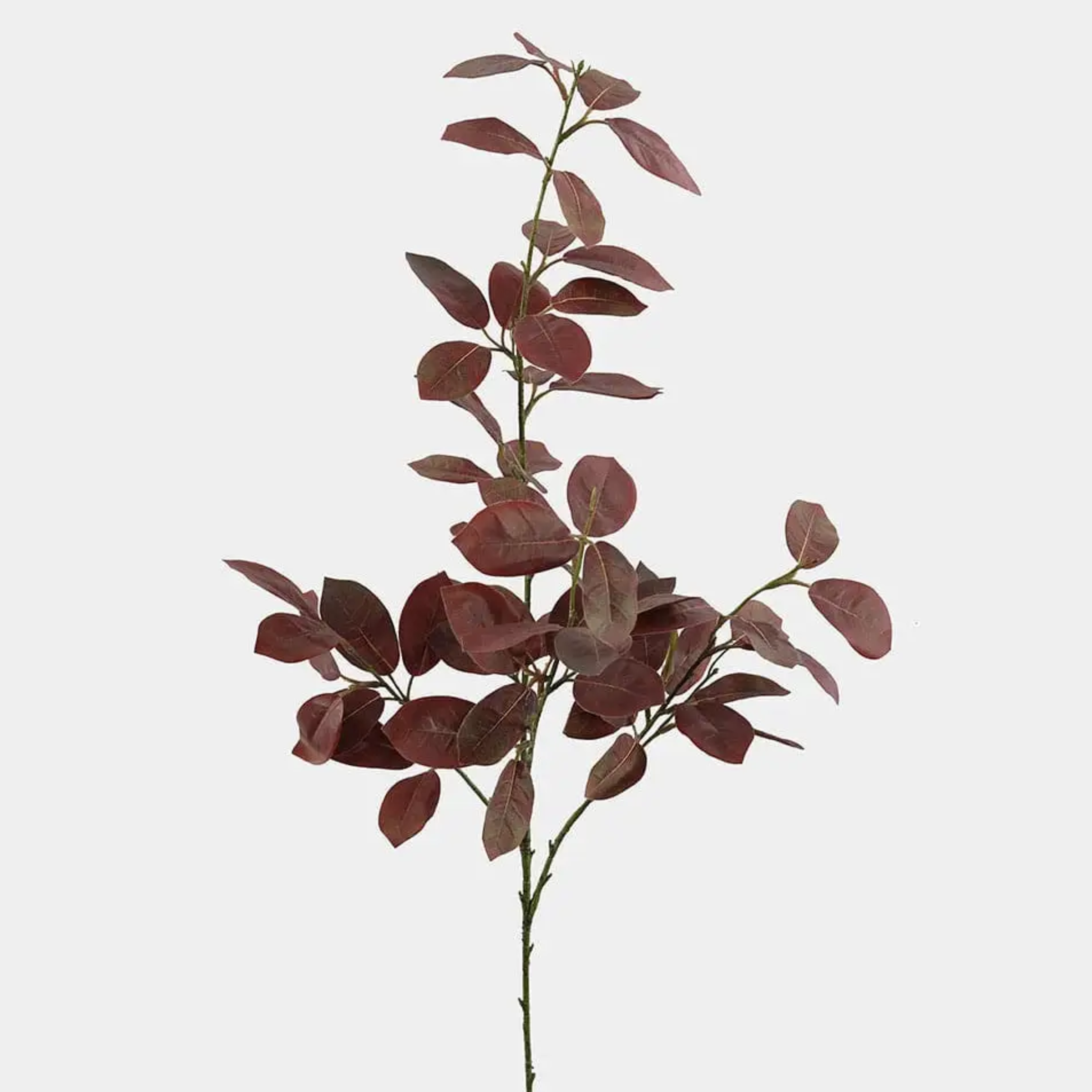 Burgundy Smoketree Foliage