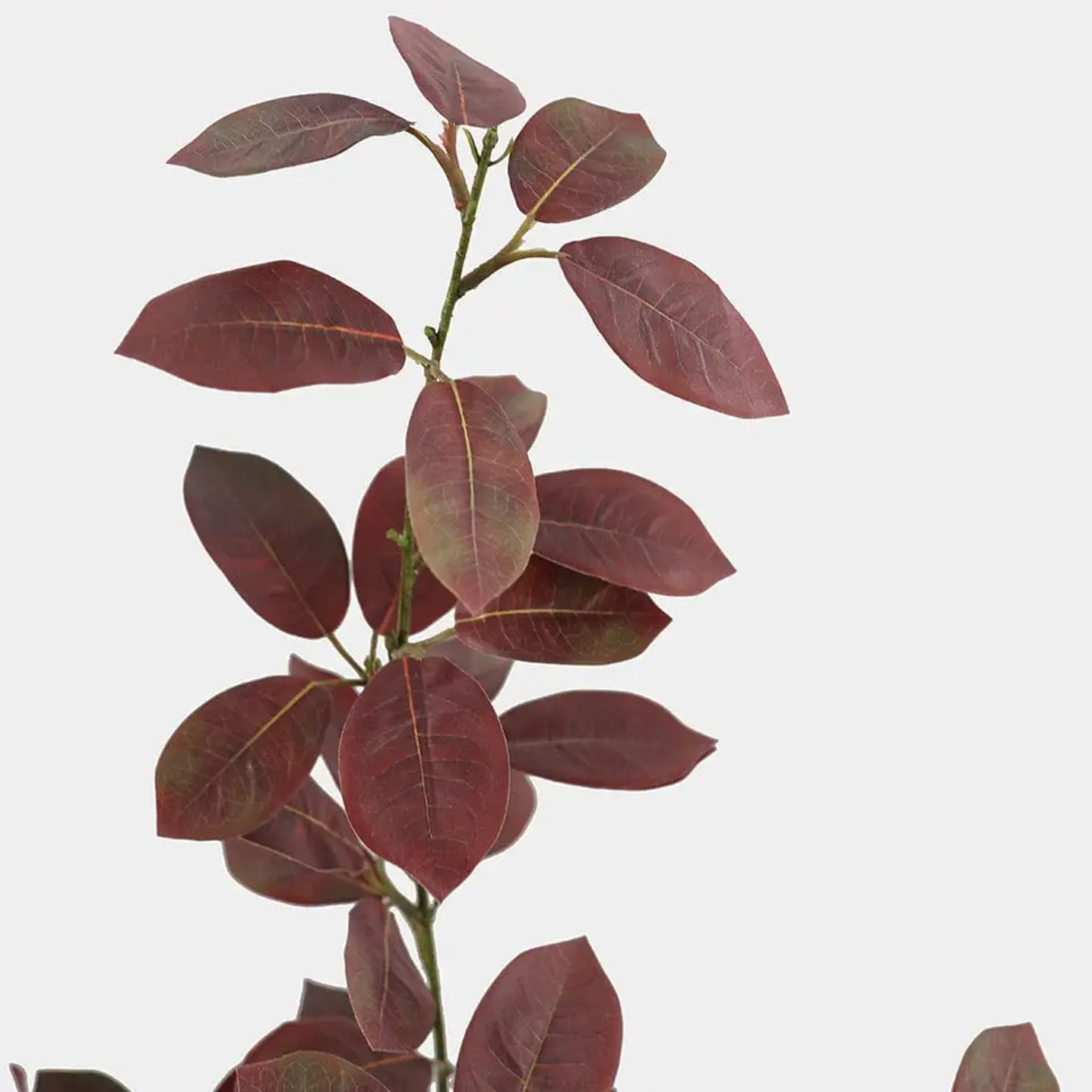 Burgundy Smoketree Foliage