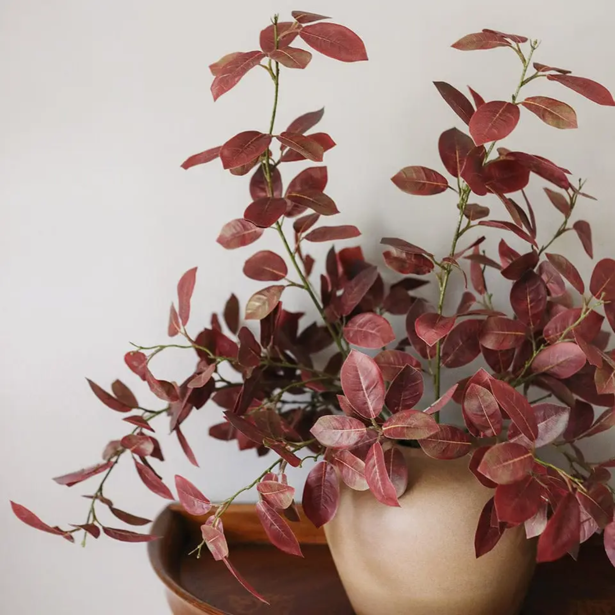 Burgundy Smoketree Foliage